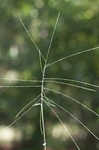 Bearded skeletongrass